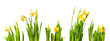 lent lily