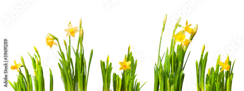 Photo: lent lily lent lily