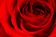 Photo: red rose red rose