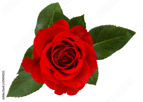 Photo: rose isolated on white background rose isolated on white background