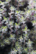 thyme herb growing