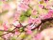 Pink plum blossom