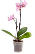 Blossoming plant of orchid in flowerpot isolated on white
