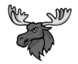Wild moose