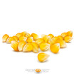 Vector scattered grains of corn on a white background