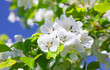 blossom apple tree