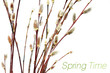 blooming willow