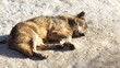wolf in forest with snow