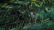 Video: peacock feathers peacock feathers
