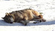 wolf in forest with snow