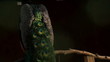 Video: peacock feathers peacock feathers