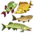 Vektor: Fish Collection Fish Collection