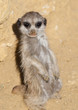 Close up of a Baby Meerket Close up of a Baby Meerket