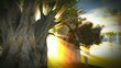 African baobabs - flythrough