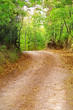 close up shot of dirt road in nature