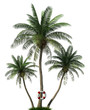 Palm trees and life  buoy