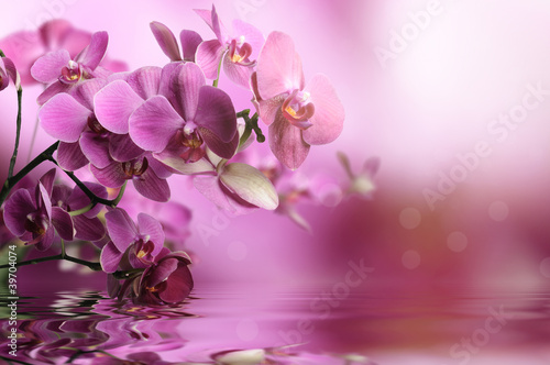 Photo: Orchid flowers composition Orchid flowers composition