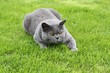 Kartäuser-Katze