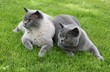 Katzenfamilie
