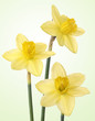 three daffodils on green background