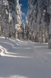 Winter Wonderland Winter Wonderland