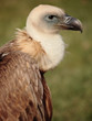vulture