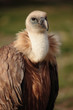 vulture