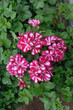 Photo: géranium double bicolore géranium double bicolore