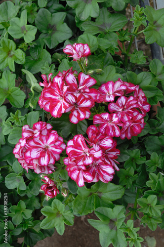 Photo: géranium double bicolore géranium double bicolore