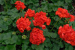 Photo: géranium géranium