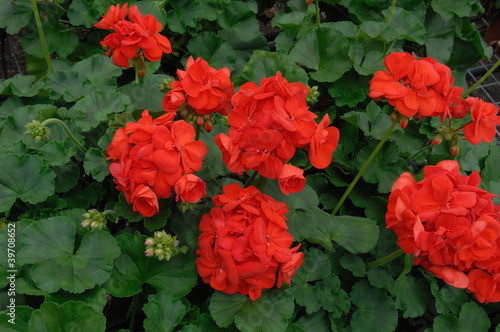 Photo: géranium géranium