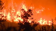 Forest fire by night