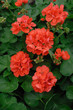 géranium