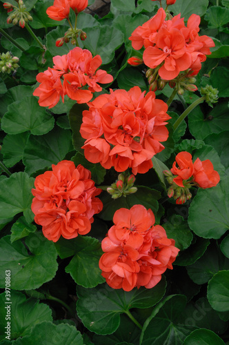 Photo: géranium géranium