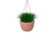 Blumentopf mit Gras