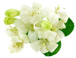 Murraya paniculata, buis de Chine, jasmin