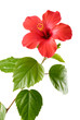 Photo: Red Hibiscus Red Hibiscus