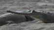 Video: Gharial Gharial