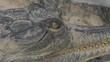 Gharial
