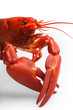 .Crayfish isolated on white