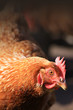 Brown Hen