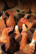 Brown Hens