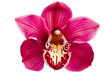 Purple Orchid Flower isolated on white background