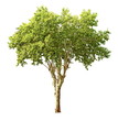 Platane
