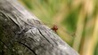 Beautiful dragonfly resting on a wood