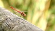 Beautiful dragonfly resting on a wood
