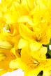Beautiful lilies Beautiful lilies