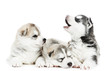 three Siberian husky puppy dog