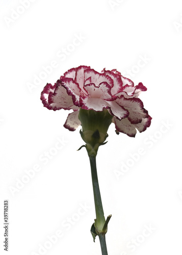 Photo: Variegated Carnation on a white background Variegated Carnation on a white background