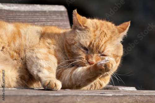 Photo: Garfield Garfield